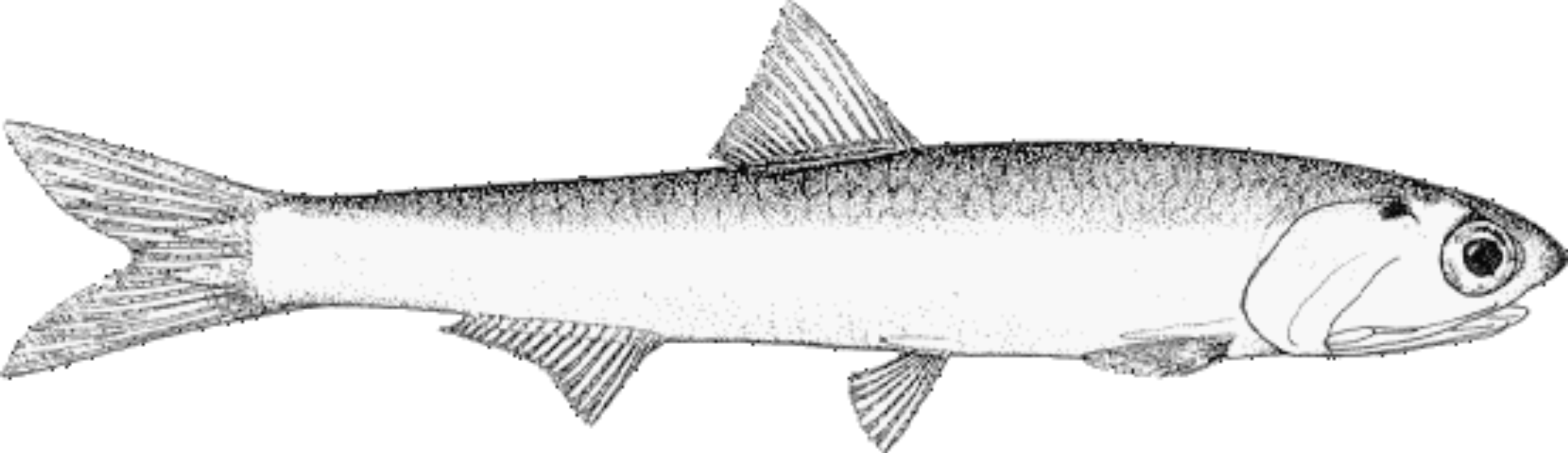 Anchoveta *Engraulis ringens* (Jenyns 1842)