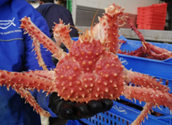 IFOP Begins Monitoring the King Crab Fishery in the Magallanes Region