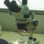MicroscopioEstereoscopico