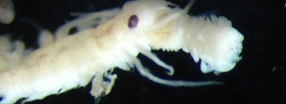 <i>Anaitides sp.</i>