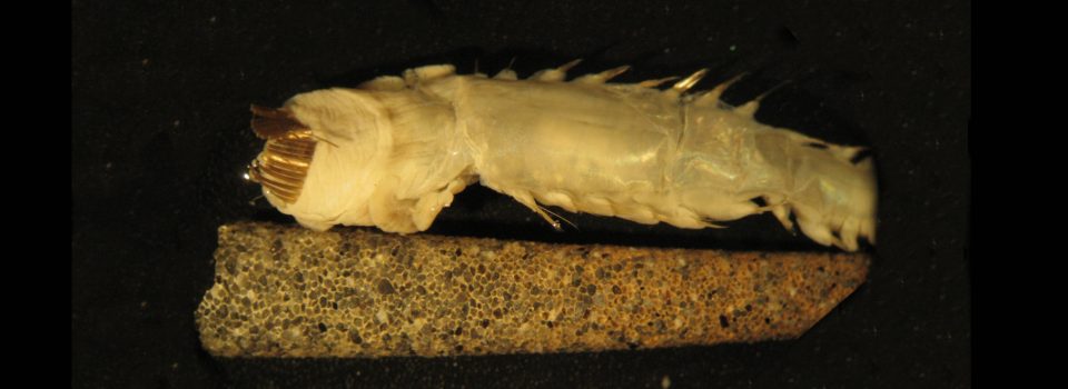<i>Cistenides</i>