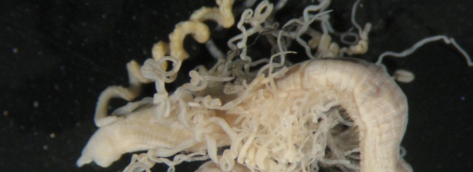 Aphelochaeta longisetosa