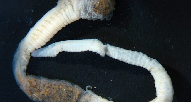 Artacama valparaisiensis