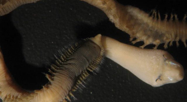 Glycera americana