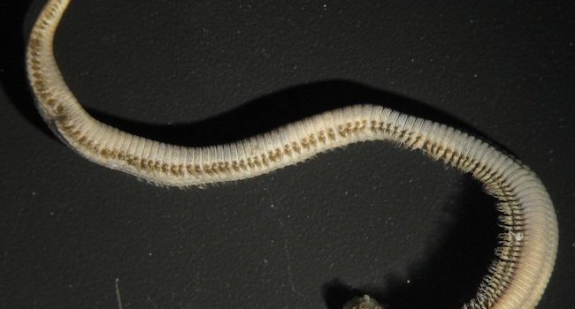 Goniada uncinigera
