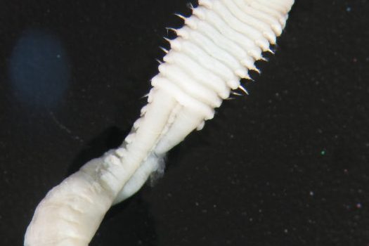 Isolda viridis