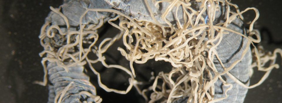 Timarete polytricha