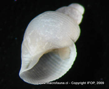 Acteon delicatus