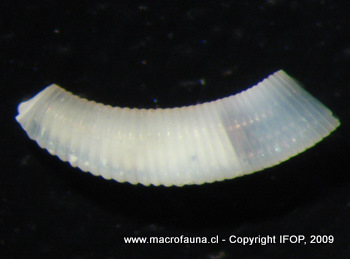 Caecum chilense