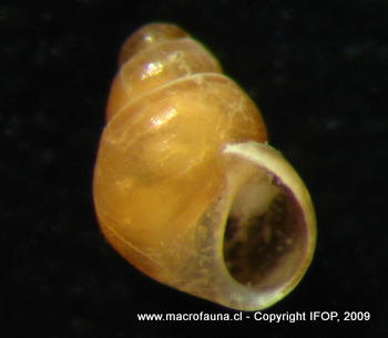 Eatoniella nigra