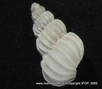 Epitonium sp.