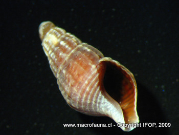 Glypteuthria meridionalis