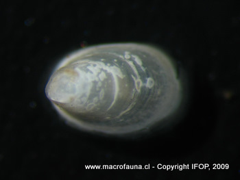 Gundlachia sp.