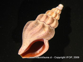 Pareuthria atrata
