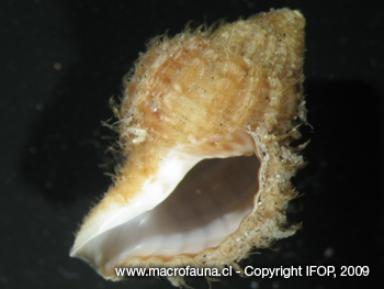 Priene scabrum