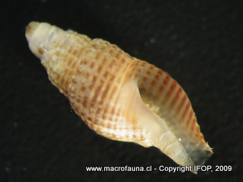 Salitra radwini