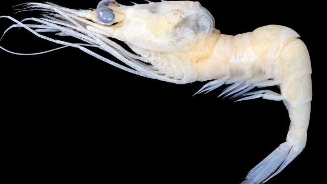 Austropandalus grayi