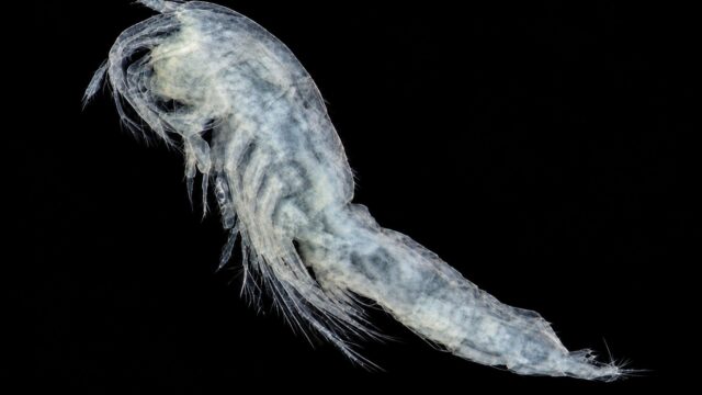 Calanoideo