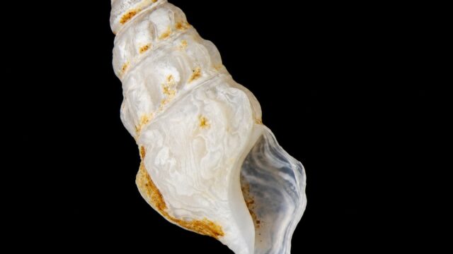 Drillia suxdorfi