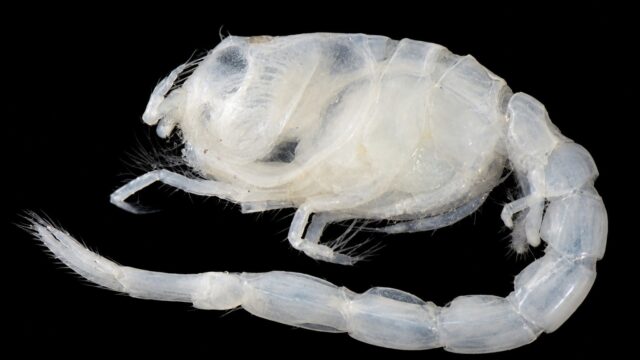 Eudorella sp.