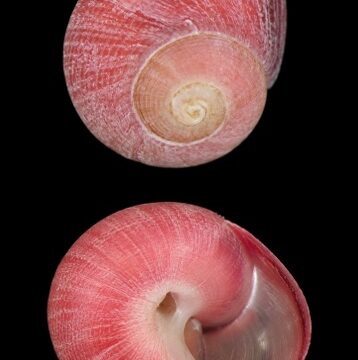 Homalopoma cunninghami