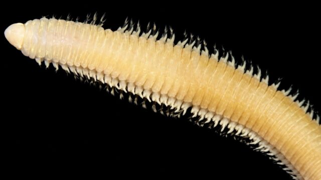 Lumbricalus composita