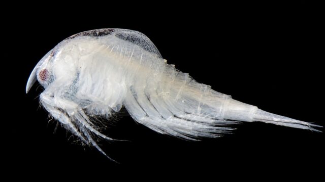 Nebalia sp