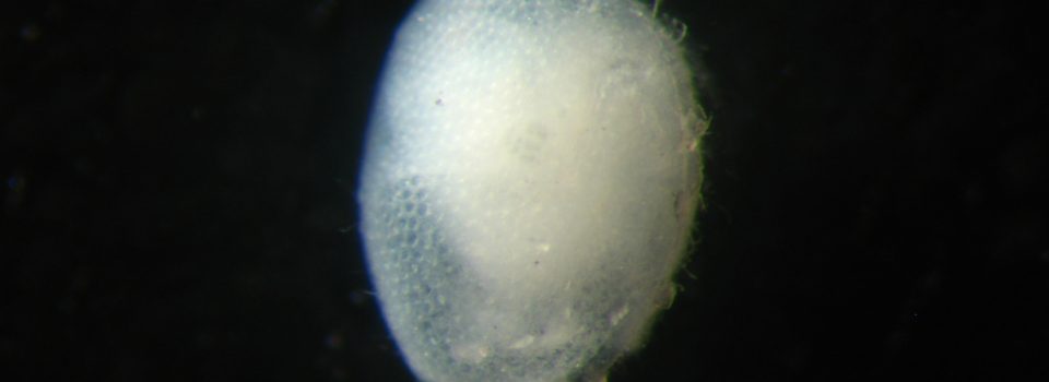 Ostracodo sp12