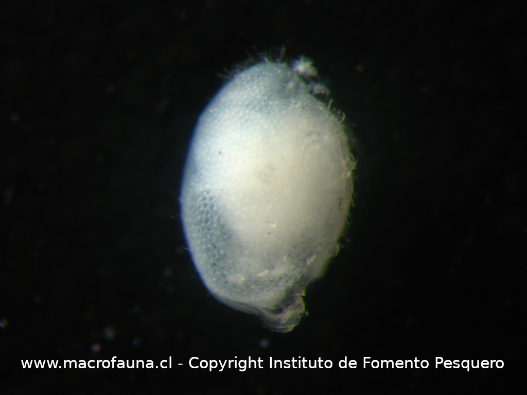 Ostracodo sp12