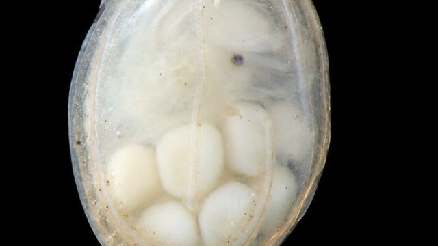 Ostracodo sp10