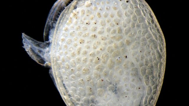 Ostracodo sp11