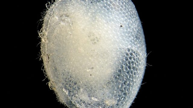 Ostracodo sp12
