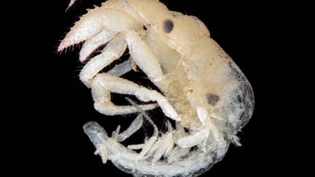 Pagurus comptus