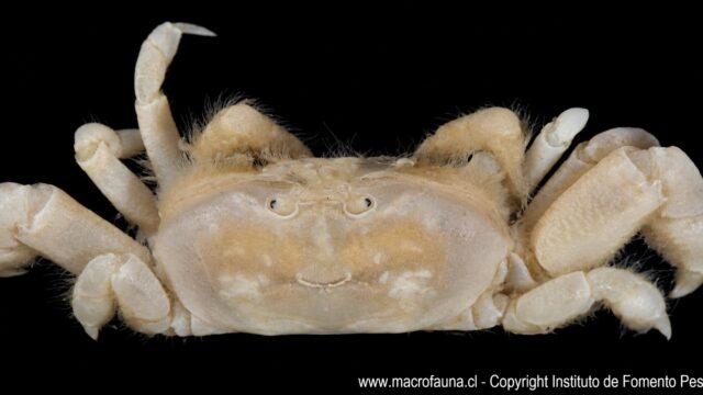 Pinnixa bahamondei