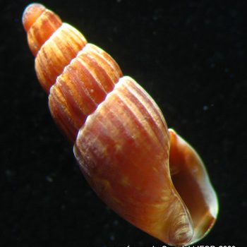 Agathotoma ordinaria