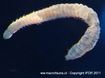 Arabella sp.
