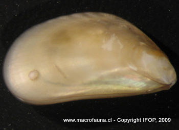 Aulacomya atra