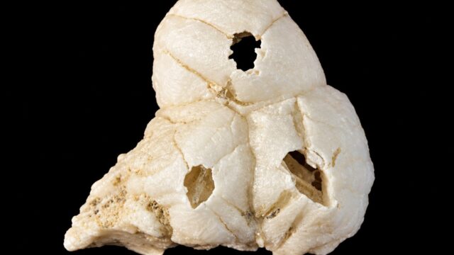 Balanus laevis