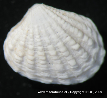 Carditella naviformis