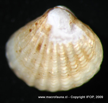 Carditopsis flabellum