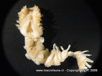 Chaetopterus varieopedatus