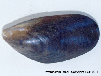 Mytilus chilensis