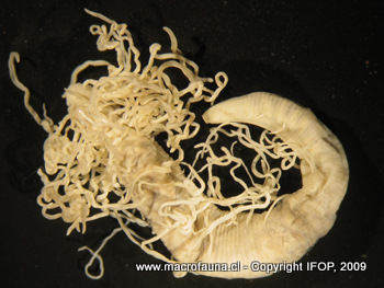 Cirriformia sp.