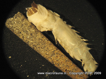 Cistenides ehlersi