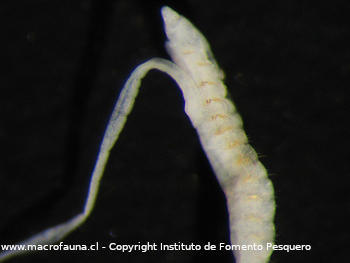Cossura chilensis
