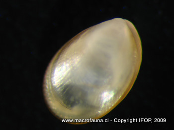 Crenella sp.