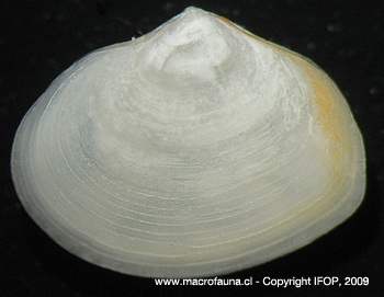 Cumingia mutica