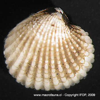 Cyclocardia velutina