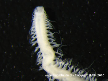 Dalhousiella sp.