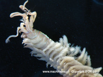 Diopatra chiliensis